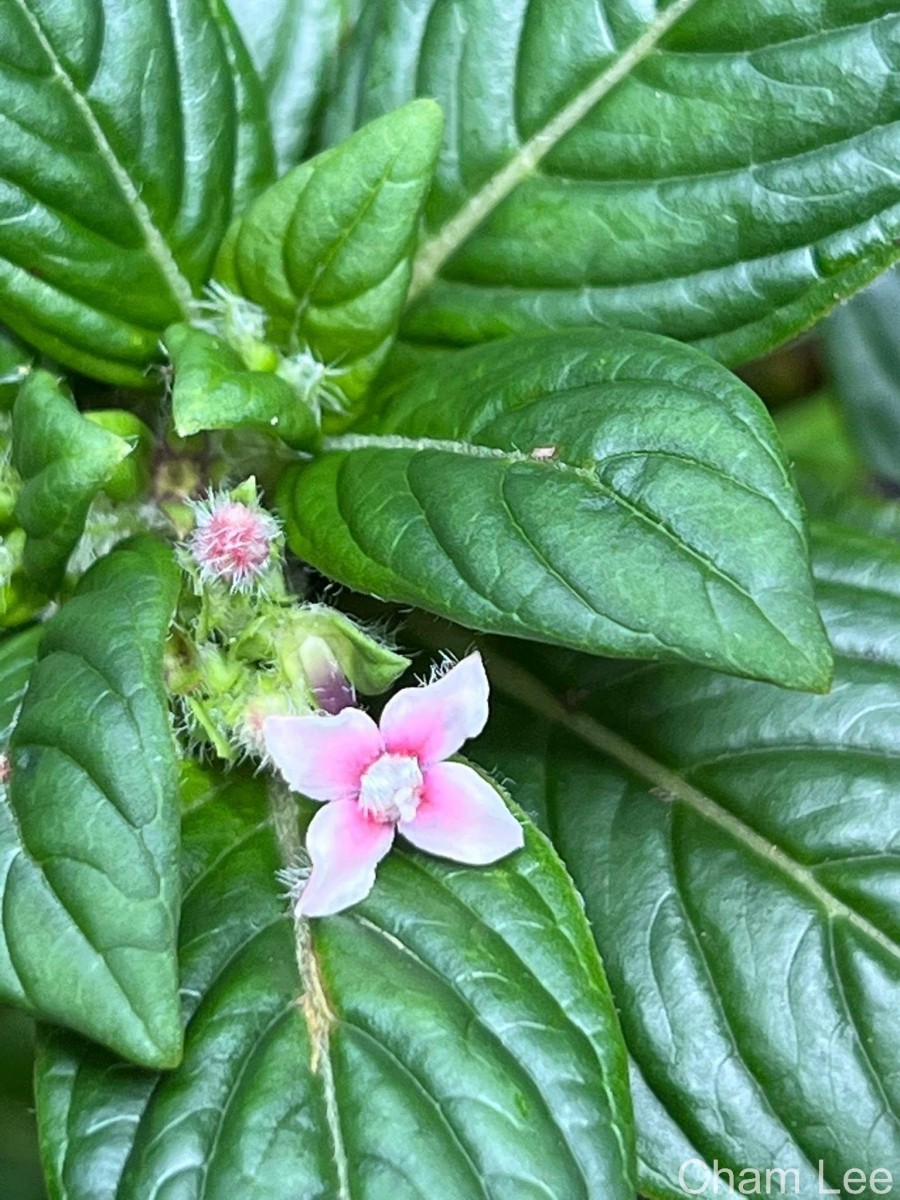 Knoxia platycarpa var. hirsuta (Arn.) Thwaites